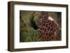 Reticulated Giraffe Swishing Tail-DLILLC-Framed Photographic Print