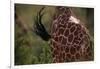 Reticulated Giraffe Swishing Tail-DLILLC-Framed Photographic Print