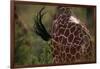 Reticulated Giraffe Swishing Tail-DLILLC-Framed Photographic Print