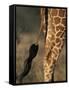 Reticulated Giraffe Tail, Samburu National Reserve, Kenya-Paul Souders-Framed Stretched Canvas