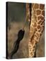 Reticulated Giraffe Tail, Samburu National Reserve, Kenya-Paul Souders-Stretched Canvas