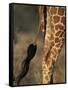 Reticulated Giraffe Tail, Samburu National Reserve, Kenya-Paul Souders-Framed Stretched Canvas