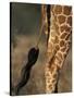 Reticulated Giraffe Tail, Samburu National Reserve, Kenya-Paul Souders-Stretched Canvas