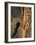 Reticulated Giraffe Tail, Samburu National Reserve, Kenya-Paul Souders-Framed Photographic Print