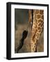 Reticulated Giraffe Tail, Samburu National Reserve, Kenya-Paul Souders-Framed Photographic Print