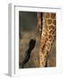 Reticulated Giraffe Tail, Samburu National Reserve, Kenya-Paul Souders-Framed Photographic Print