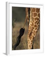 Reticulated Giraffe Tail, Samburu National Reserve, Kenya-Paul Souders-Framed Photographic Print