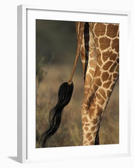 Reticulated Giraffe Tail, Samburu National Reserve, Kenya-Paul Souders-Framed Photographic Print