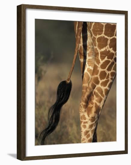 Reticulated Giraffe Tail, Samburu National Reserve, Kenya-Paul Souders-Framed Photographic Print