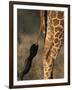 Reticulated Giraffe Tail, Samburu National Reserve, Kenya-Paul Souders-Framed Photographic Print