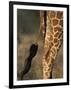 Reticulated Giraffe Tail, Samburu National Reserve, Kenya-Paul Souders-Framed Photographic Print