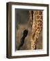 Reticulated Giraffe Tail, Samburu National Reserve, Kenya-Paul Souders-Framed Photographic Print