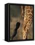 Reticulated Giraffe Tail, Samburu National Reserve, Kenya-Paul Souders-Framed Stretched Canvas