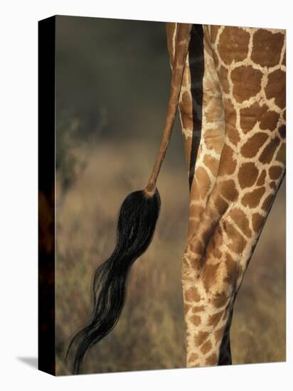 Reticulated Giraffe Tail, Samburu National Reserve, Kenya-Paul Souders-Stretched Canvas