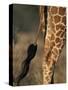 Reticulated Giraffe Tail, Samburu National Reserve, Kenya-Paul Souders-Stretched Canvas