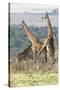 Reticulated Giraffe Two Mating-null-Stretched Canvas