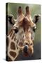 Reticulated Giraffe-null-Stretched Canvas