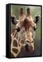 Reticulated Giraffe-null-Framed Stretched Canvas