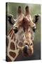 Reticulated Giraffe-null-Stretched Canvas