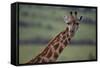 Reticulated Giraffe-DLILLC-Framed Stretched Canvas