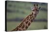 Reticulated Giraffe-DLILLC-Stretched Canvas