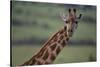 Reticulated Giraffe-DLILLC-Stretched Canvas