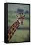 Reticulated Giraffe-DLILLC-Framed Stretched Canvas