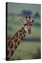 Reticulated Giraffe-DLILLC-Stretched Canvas