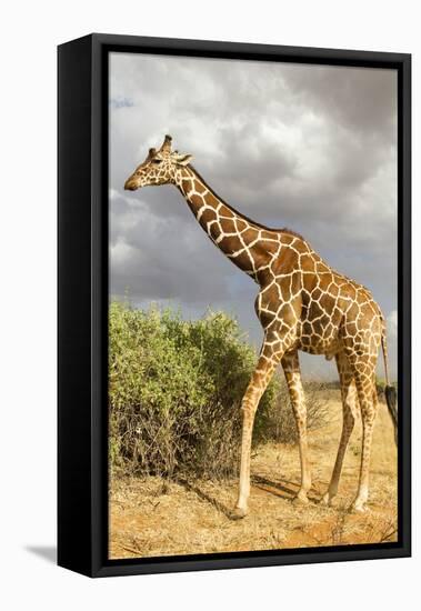 Reticulated Giraffe-Mary Ann McDonald-Framed Stretched Canvas