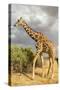Reticulated Giraffe-Mary Ann McDonald-Stretched Canvas