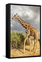 Reticulated Giraffe-Mary Ann McDonald-Framed Stretched Canvas