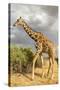Reticulated Giraffe-Mary Ann McDonald-Stretched Canvas