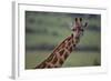 Reticulated Giraffe-DLILLC-Framed Photographic Print