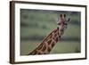 Reticulated Giraffe-DLILLC-Framed Photographic Print