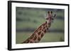 Reticulated Giraffe-DLILLC-Framed Photographic Print