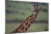 Reticulated Giraffe-DLILLC-Mounted Photographic Print