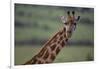 Reticulated Giraffe-DLILLC-Framed Photographic Print