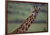 Reticulated Giraffe-DLILLC-Framed Photographic Print