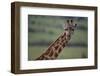 Reticulated Giraffe-DLILLC-Framed Photographic Print