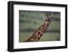 Reticulated Giraffe-DLILLC-Framed Photographic Print