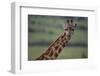 Reticulated Giraffe-DLILLC-Framed Photographic Print