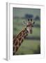 Reticulated Giraffe-DLILLC-Framed Photographic Print