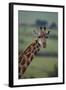 Reticulated Giraffe-DLILLC-Framed Photographic Print