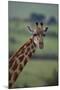 Reticulated Giraffe-DLILLC-Mounted Photographic Print