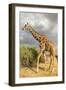 Reticulated Giraffe-Mary Ann McDonald-Framed Photographic Print
