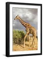 Reticulated Giraffe-Mary Ann McDonald-Framed Photographic Print