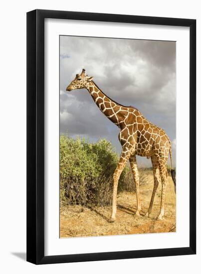 Reticulated Giraffe-Mary Ann McDonald-Framed Photographic Print