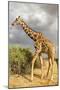 Reticulated Giraffe-Mary Ann McDonald-Mounted Photographic Print