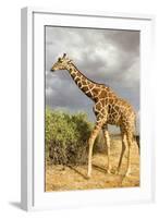 Reticulated Giraffe-Mary Ann McDonald-Framed Photographic Print