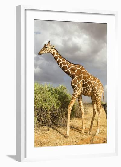 Reticulated Giraffe-Mary Ann McDonald-Framed Photographic Print